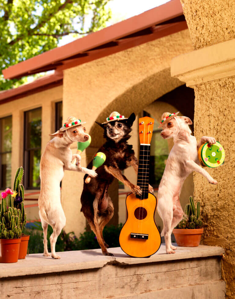 Art piece from the PAL Exhibit featuring three dogs playing in a mariachi band.