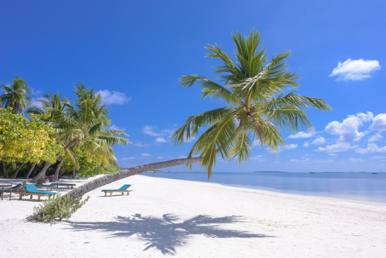 Image of white sandy beach with palm tree